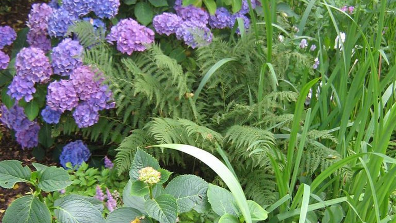 Hortensien im Fresenborg-Garten Hortensien im Fresenborg-Garten